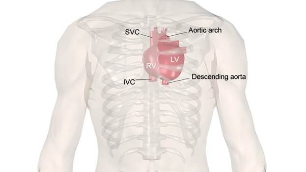 Echocardiography principles: anatomy of the heart and great vessels