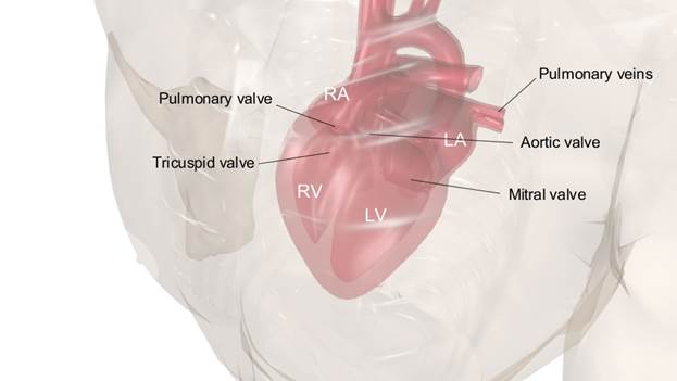 Anatomy: chambers of the heart